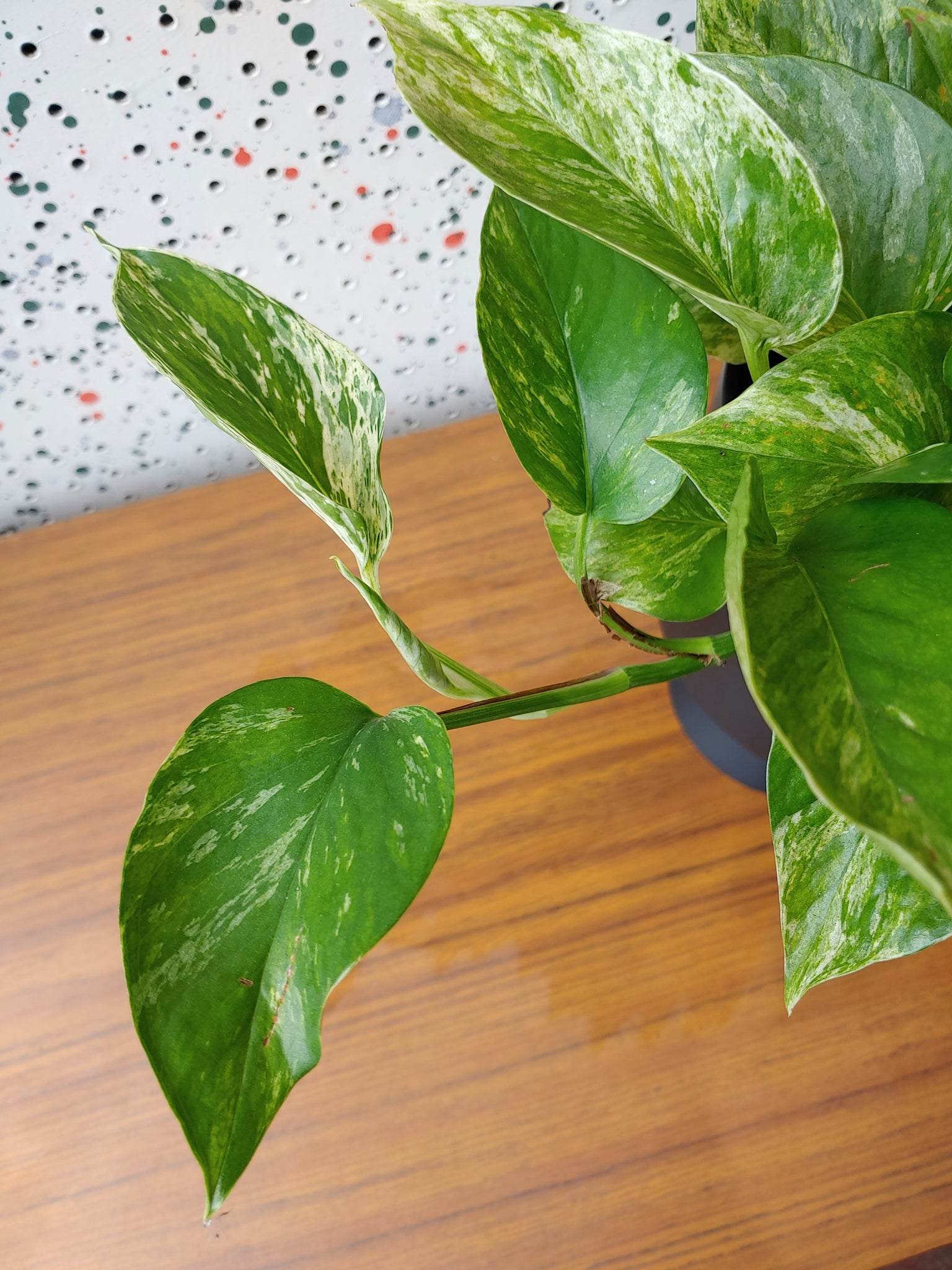 Epipremnum aureum 'Marble Queen' (Pothos)