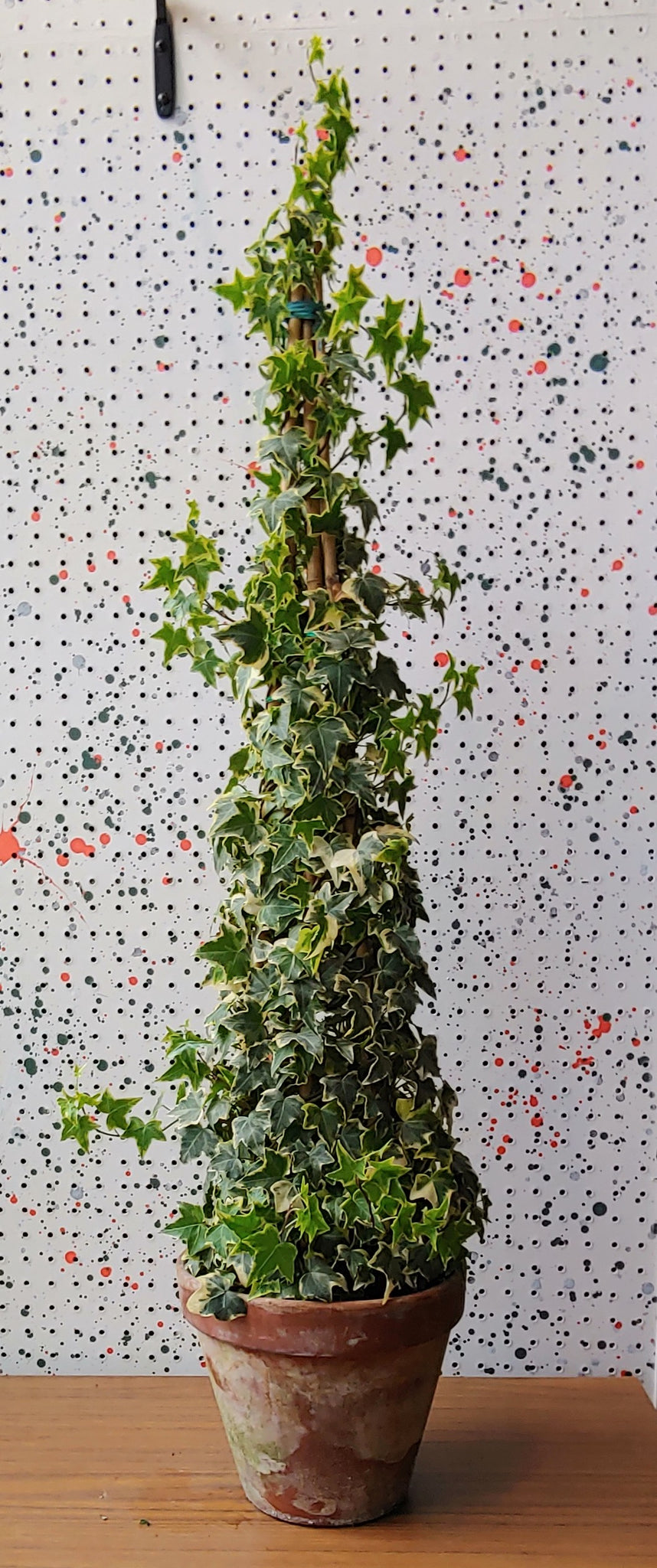 english ivy topiary